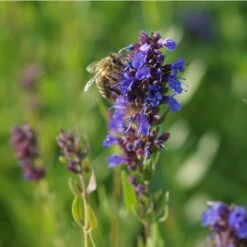 Blumenkasten-Set Kräuter & Blumen 5 Pflanzen - Sonnig -Deutschland Gartenbedarf Verkäufe 2024 348815 blumixx stauden hyssopus officinalis apotheker ysop