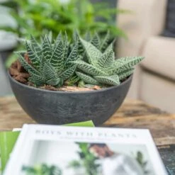 Blumenschale Fiona D31cm Schwarz -Deutschland Gartenbedarf Verkäufe 2024 361273 blumenschale fiona ATS053 03